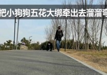 郑州绳艺原创新作之把小狗狗五花大梆牵出去溜溜弯！可以在线看！